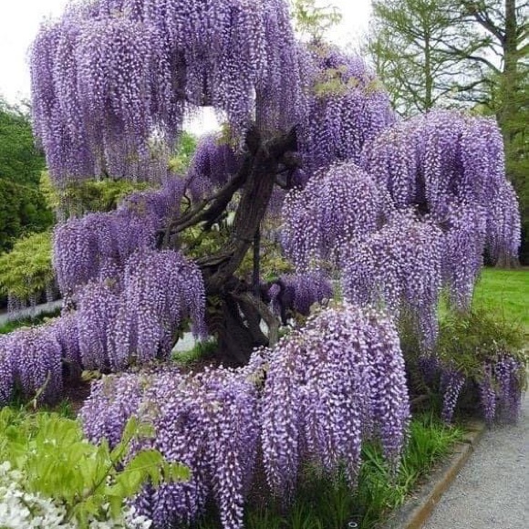 Size 8 sketchers Shoes, lie new. Wore thee times. - Picture 4 of 4